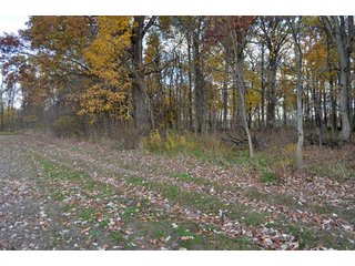 Property photo 13 - 127 Acres Offered in 8 Tracts - Allen & Dekalb County Land